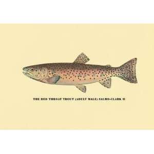 Exclusive By Buyenlarge The Red Throat Trout 20x30 poster  