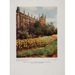 1935 Daffodils Victoria Embankment Gardens London Print 