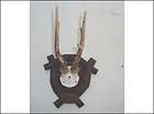 roe buck deer antlers, chamois horns trophies items in deer mount 