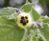 Physalis Peruviana  Goldenberry  10 Seed Pack  