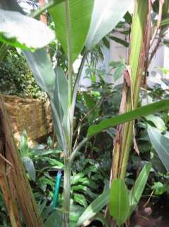 Musa ornata   Flowering Banana   Fresh Seeds  