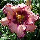 FRILLED TO DEATH   DF   B3D   Selman 2011   DAYLILY