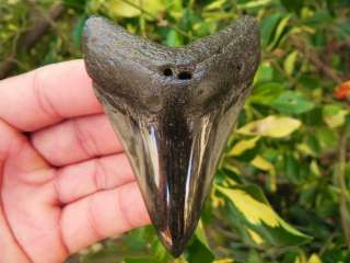 Megalodon fossil shark tooth teeth GREAT WHALE HUNTER!  