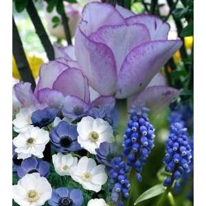   Blue Garden 50 Bulbs Tulips/Anemone/Hyacinth: Patio, Lawn & Garden