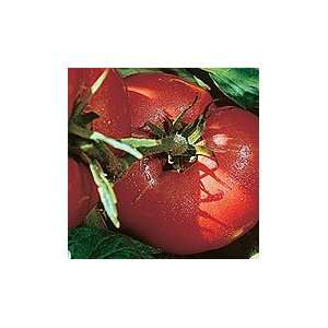   : Arkansas Traveler Pink Slicing Tomato   pack: Patio, Lawn & Garden