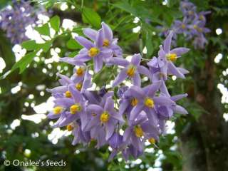 St. Vincents Lilac Vine,Solanum seaforthianum 24 Seeds  