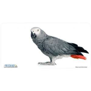 285 African Grey Bird License Plate Car Auto Novelty Front Tag by 