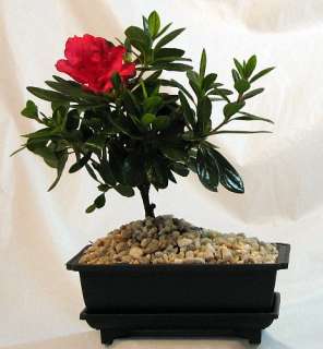 Everblooming Asian Azalea Bonsai   5 Months of Blooms   Indoors or Out 