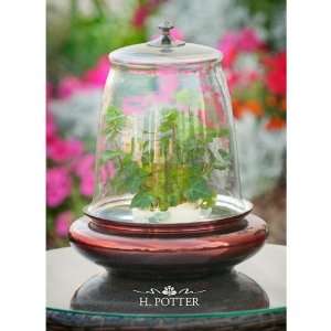  Glass Cloche Decorative Box Patio, Lawn & Garden