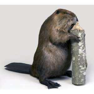  Beaver Chewing on Log Taxidermy Mount 