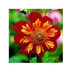  Signet Marigold Flower Seed Pack CLEARANCE: Patio, Lawn 