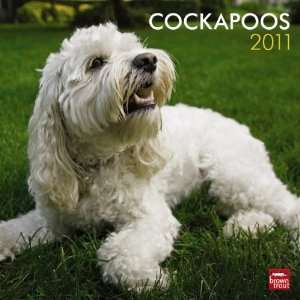  Cockapoos Dogs 2011 Square 12x12 Wall Calendar Office 