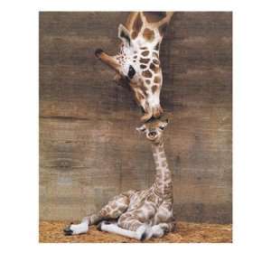  Ron Draine   Makulu   Giraffe First Kiss Canvas: Home 