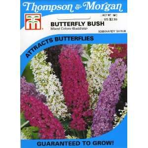  Thompson & Morgan 9269 Butterfly Bush Mixed Colors 