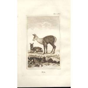  Musk 1812 Buffon Natural History Pl 280 Antique Print 