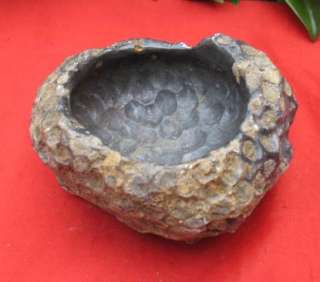 460g natural coral fossil ashtray very nice interesting  