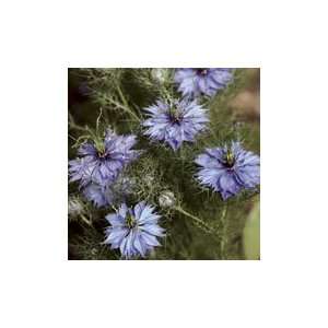  Love In A Mist Nigella (Devil In The Bush)   pack 