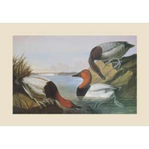  Canvas Backed Duck   John James Audubon 30x23