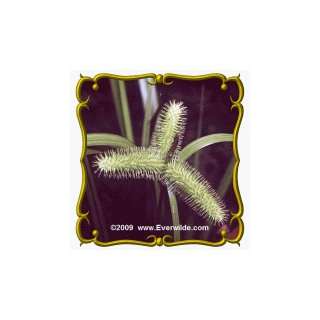  1 Oz Bristly Sedge (Carex comosa) Bulk Seeds: Patio, Lawn 