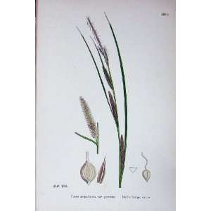   : Sowerby Plants C1902 Bottle Sedge Carex Ampullacea: Home & Kitchen