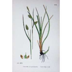   : Botany Plants C1902 Tawny Sedge Carex Fulva Colour: Home & Kitchen