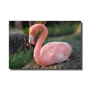  Caribbean Flamingo Giclee Print: Home & Kitchen