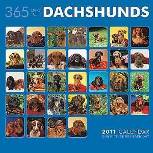  365 Days of Dachshunds 2011 Wall Calendar: Office Products