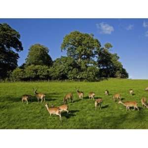 Fallow Deer in the Demesne, Doneraile Court, County Cork, Ireland 