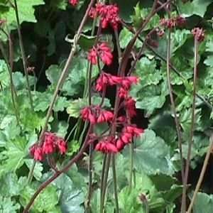  CORAL BELLS SPLENDENS / 1 gallon Potted Patio, Lawn 