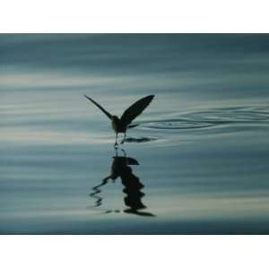  A Shorebird Gently Hops Along the Waters Surface Stretched 