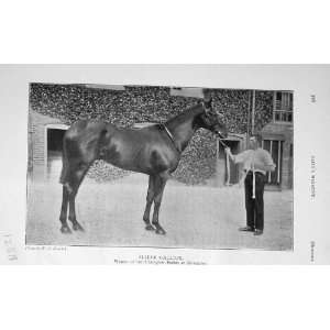  1906 Photograph Horse Slieve Gallion Doncaster Sport