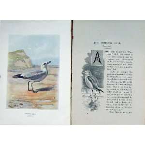   1901 Swaysland Wild Birds Common Gull Thorburn Colour: Home & Kitchen