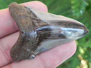   shark tooth teeth 100 % REAL FOSSIL MEGALODON SHARKS TOOTH !  
