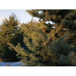  Close View of Conifer Trees in the Snow Photographic 