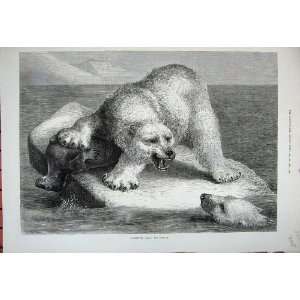    1881 Fine Art Polar Bear Dead Seal Ice Berg Animals