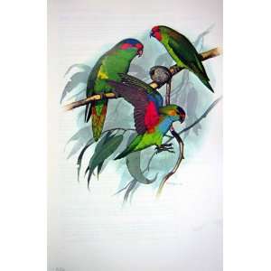  World Parrots 1973 Musk Purple Little Lory