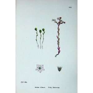  Botany Plants C1902 Hairy Stone Crop Sedum Villosum