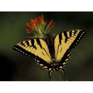 Tiger Swallowtail on Indian Paintbrush, Houghton Lake, Michigan, USA 