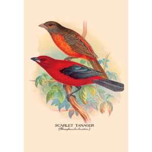  Scarlet Tanager 12x18 Giclee on canvas