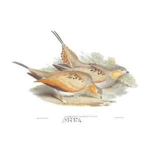     Artist John Gould   Poster Size 23 X 17 inches