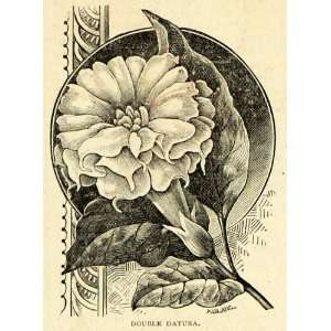  1892 Print Double Datura Metel Brugmansia Flowers Art 