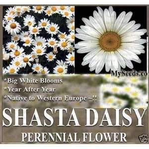  1 oz (16,000+) SHASTA DAISY Flower Seeds ~ PRETTY BIG 