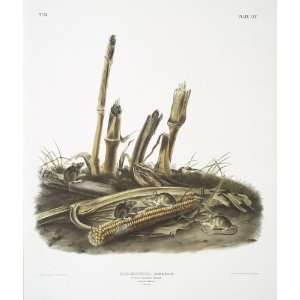  Hand Made Oil Reproduction   John James Audubon   24 x 28 