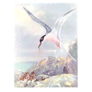  Colored Drawing Birds Roseate Tern Seaby