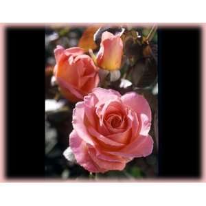    Elle (Rosa Hybrid Tea)   Bare Root Rose: Patio, Lawn & Garden