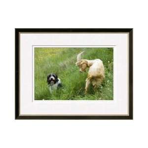  Herd Dog And Goat Framed Giclee Print