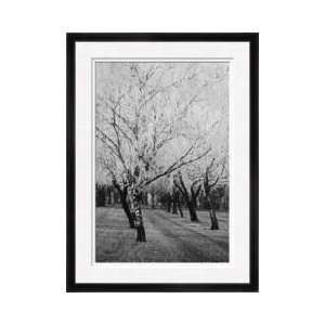  Winters Palace Viii Bw Framed Giclee Print: Home & Kitchen