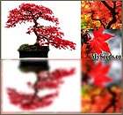 Acer pal. Akane/Rhode Island Red 2 gal Japanese maples