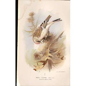  Mealy Redpole Lilfords Birds 1885 97 By A Thorburn