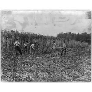  Sugar cane,Columbia,Marion County,Mississippi,MS